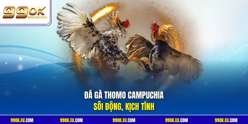 Đá gà Thomo Campuchia sôi động, kịch tính