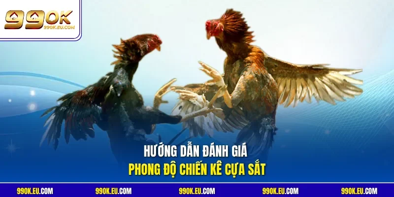 Hướng dẫn đánh giá phong độ chiến kê cựa sắt