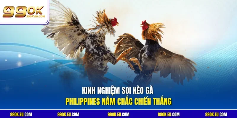 Kinh nghiệm soi kèo gà Philippines nắm chắc chiến thắng