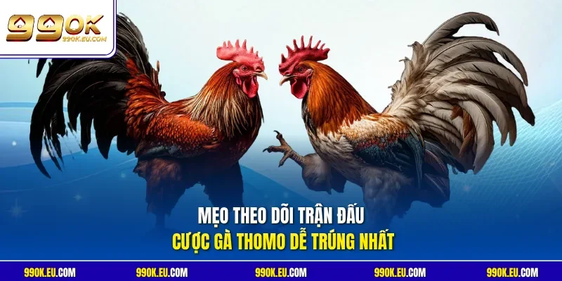 Mẹo theo dõi trận đấu cược gà Thomo dễ trúng nhất